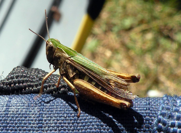 Orthoptera del Gran Sasso